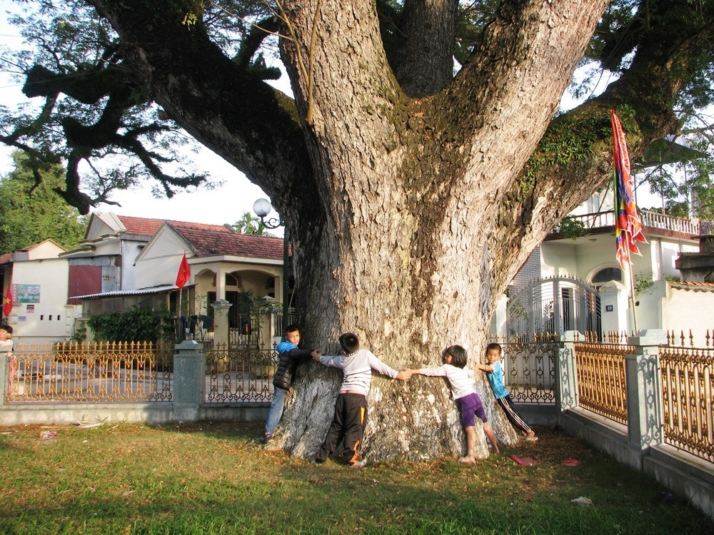 Gốc cây to, vài người ôm mới xuể. Ảnh: Halongtourism