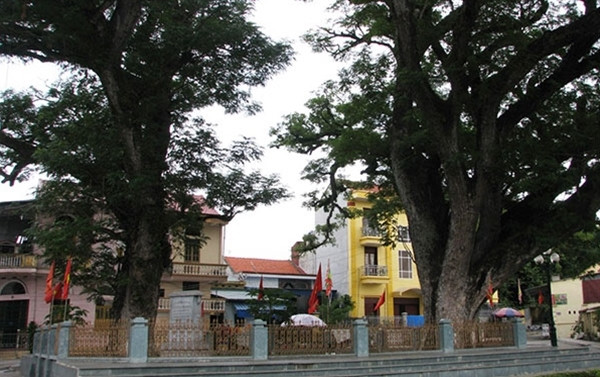 Hai cây lim nằm dưới chân núi Tiên Sơn, có tuổi đời hơn 700 năm. Đây là dấu tích của khu rừng cổ mà quân và dân nhà Trần sử dụng để xây dựng trận địa cọc. Ảnh: Cand