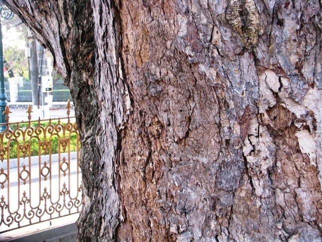 Phần thân cây xù xì, có nhiều nốt sần màu nâu nhạt bong mảng hoặc vẩy lớn in dấu tích của thời gian. Ảnh: Tiền phong