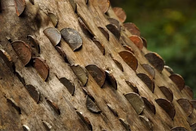 Những đồng tiền từ nhiều thế kỷ trước được chôn sâu trong lớp vỏ cây bị cong vênh theo thời gian. Ảnh: Archmdmag