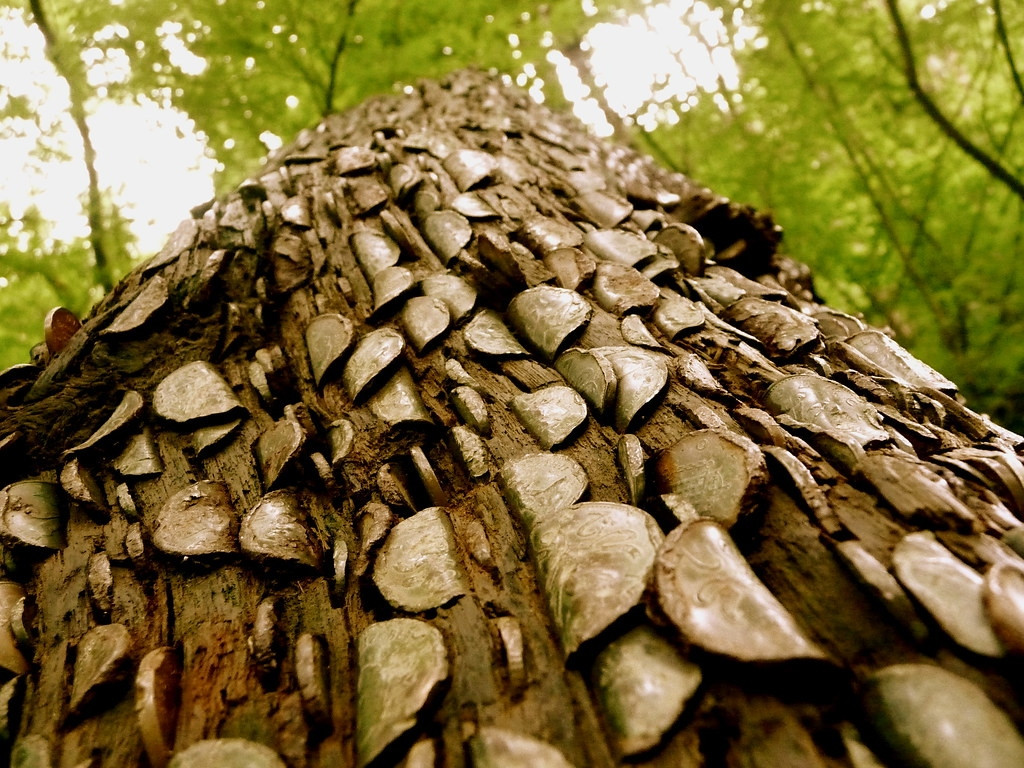 Niềm tin này ra đời từ những năm 1700. Ảnh: Flickr