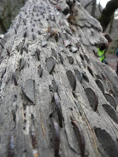 Lần đầu tiên những đồng xu được khảm lên cây, mang theo ước muốn phổ biến nhất của người dân lúc bấy giờ là thoát khỏi bệnh tật. Ảnh: Getty