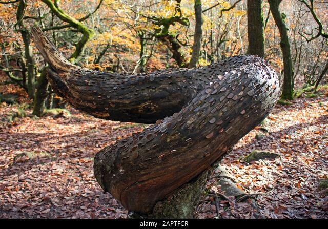 Sau khi tìm hiểu, nhiều người biết được những gốc cây này được gọi là cây điều ước. Ảnh: Alamy