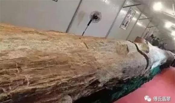 Hiện tại, khúc gỗ quý này đã được đem về bảo tàng địa phương trưng bày. Ảnh: Chinanews