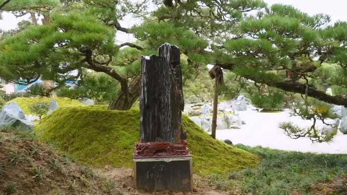 Giá thành phẩm từ gỗ hóa ngọc tùy thuộc vào lĩnh vực, độ cầu kỳ và tinh xảo. Trước đây, một nông dân ở làng Bibinsan, thị trấn Magway (tỉnh Magway, Myanmar) đào được cây gỗ hóa ngọc. Ảnh: Internet