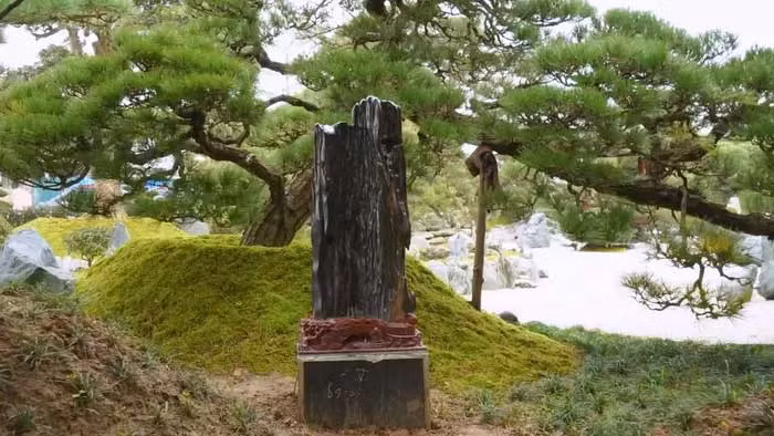 Giá thành phẩm từ gỗ hóa ngọc tùy thuộc vào lĩnh vực, độ cầu kỳ và tinh xảo. Trước đây, một nông dân ở làng Bibinsan, thị trấn Magway (tỉnh Magway, Myanmar) đào được cây gỗ hóa ngọc. Ảnh: Internet