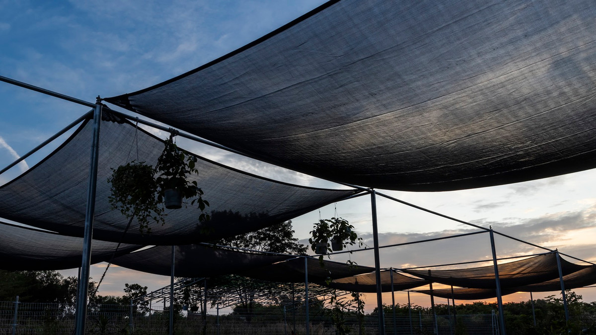 Tấm vải có thể tháo rời này dễ dàng di chuyển bằng tay để tạo bóng râm theo ý muốn, theo góc mặt trời thay đổi từ nam sang bắc trong mùa khô và mùa mưa. Ảnh: Hiroyuki Oki