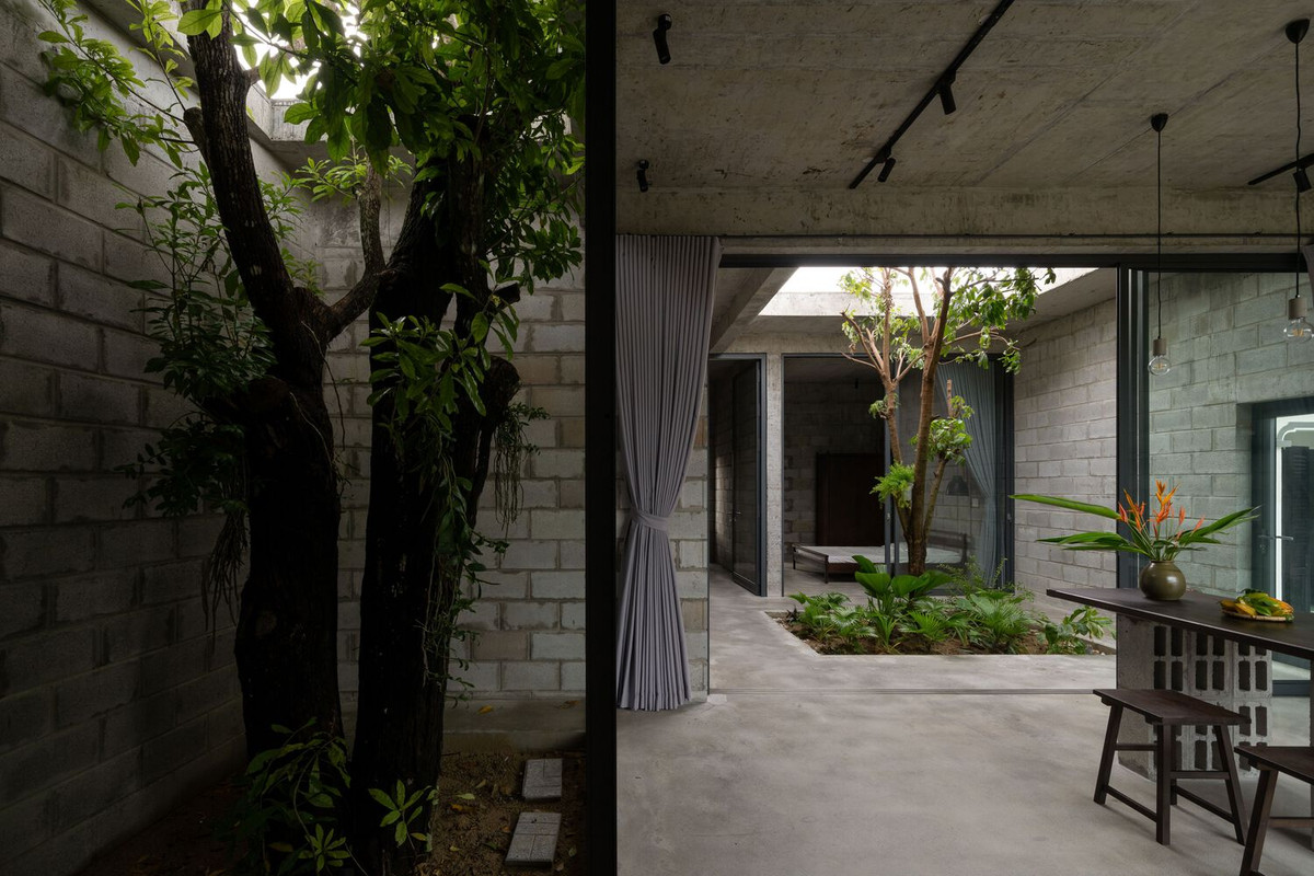 Bằng cách bố trí phòng khách bao quanh cây lộc vừng, kiến trúc sư đảm bảo rằng cây vẫn là yếu tố chủ đạo của ngôi nhà. Ảnh: Quang Trần