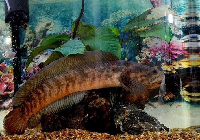 Loại cá này từng được xem như "lộc trời" và chỉ dành riêng cho bậc vua và chúa thưởng thức trong thời xa xưa. Ảnh: Dân Việt