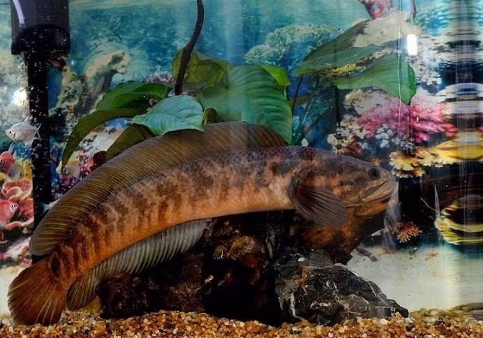 Loại cá này từng được xem như "lộc trời" và chỉ dành riêng cho bậc vua và chúa thưởng thức trong thời xa xưa. Ảnh: Dân Việt