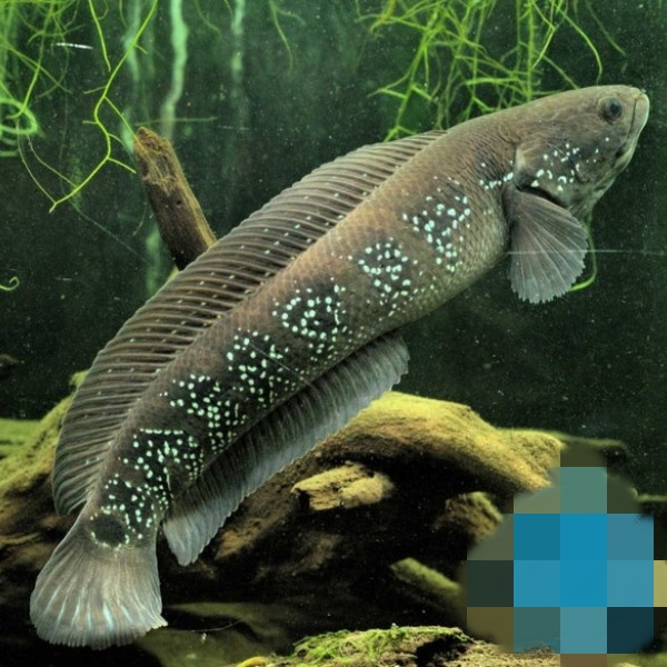 Cá cửng thuộc họ cá chuối (cá quả), mình tròn lẳn. Chúng chủ yếu sống trong các khe đá, mùa đông nước cạn đến đâu đào sâu hang xuống đó để sinh sống và ăn loại đất sét vàng. Ảnh: Chihaisan