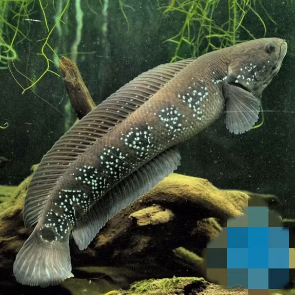 Cá cửng thuộc họ cá chuối (cá quả), mình tròn lẳn. Chúng chủ yếu sống trong các khe đá, mùa đông nước cạn đến đâu đào sâu hang xuống đó để sinh sống và ăn loại đất sét vàng. Ảnh: Chihaisan