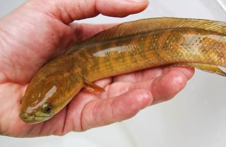 Trên thị trường, cá trèo đồi có giá từ 150.000 - 200.000 đồng/kg nhưng khách phải đặt trước mới có vì số lượng khá hiếm. Ảnh: Internet