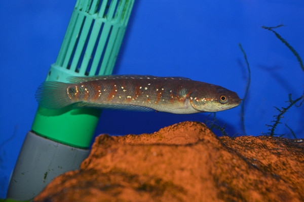 Đáng chú ý, cá trèo đồi ngủ một mạch suốt 3 tháng liền, đợi đến mùa mưa mới bắt đầu xuất hiện. Ảnh: Wiki