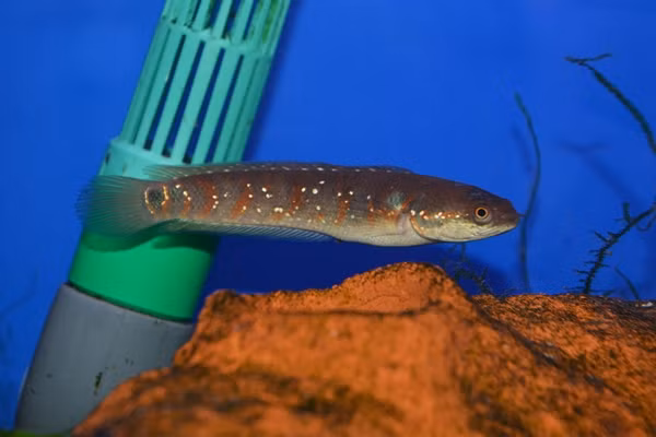 Đáng chú ý, cá trèo đồi ngủ một mạch suốt 3 tháng liền, đợi đến mùa mưa mới bắt đầu xuất hiện. Ảnh: Wiki