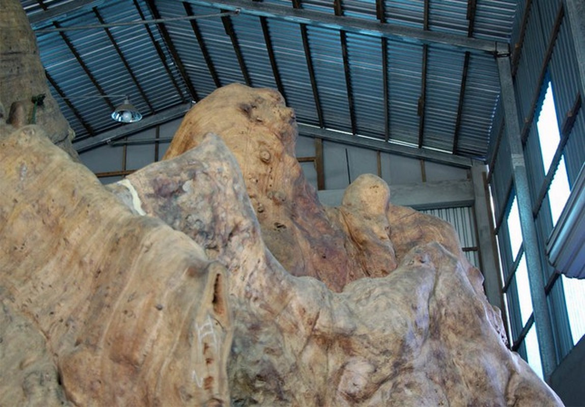 Để đưa gốc bàng lên, ông Kiên và các công nhân phải đào sâu xuống đất và cắt gốc bàng thành hai nửa rồi thuê xe cần cẩu hạng nặng cẩu lên xe chuyển về Sóc Trăng. Uớc đoán, trọng lượng của gốc bàng lên tới hàng trăm tấn và chi phí đưa về khoảng 700 triệu đồng. Ảnh: Tiền phong