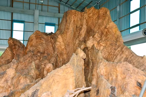 Ông Kiên cho biết, các nhà khoa học về thực vật đánh giá tuổi của gốc bàng đá này từ 600-700 năm trở lên. Ảnh: Người lao động