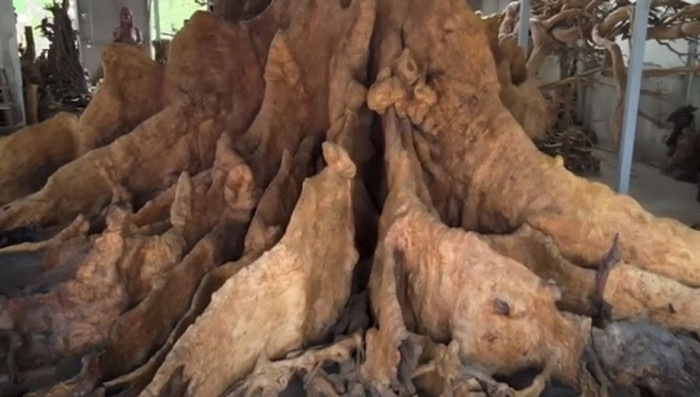 Ông Kiên cho biết, từng có người hỏi mua gốc bàng với giá 35 tỷ nhưng ông không bán. Ảnh: Người đưa tin