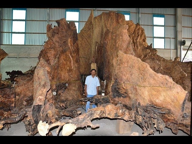 Hiện, gốc bàng đá độc nhất vô nhị được ông trưng bày trên đường Tôn Đức Thắng (phường 5, TP Sóc Trăng). Ảnh: YouTube