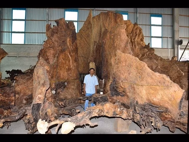 Hiện, gốc bàng đá độc nhất vô nhị được ông trưng bày trên đường Tôn Đức Thắng (phường 5, TP Sóc Trăng). Ảnh: YouTube