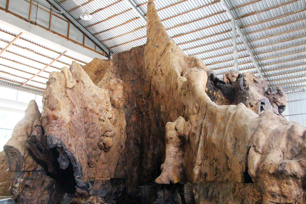  Gốc cây bàng rất lớn, đường kính ở phần gốc sát đất khoảng 14m, còn tính luôn bộ rễ thì khoảng 25m. Ảnh: Vietnamnet