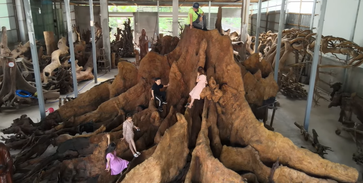 Lúc đó, Ban quản lý đình thuê người đến đốn nhưng cây quá lớn, không ai dám làm. Với đôi mắt tinh tường của người làm nghề gỗ lâu năm, ông hỏi mua, chốt giá 35 triệu đồng. Ảnh: Vietnamnet