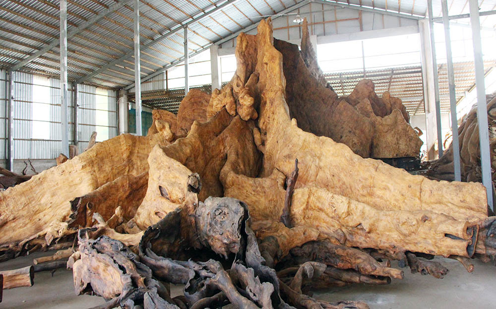 Đoạn rễ tự nhiên nhìn giống đầu sư tử. Ảnh: Vietnamnet