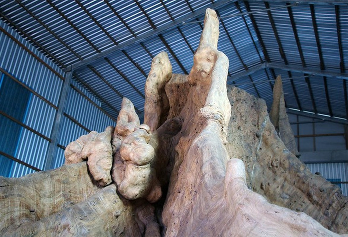 Sau khi đưa về, ông Mai Kiên cho người gia công tạo thành một gốc cây với nhiều hình thù đẹp và lạ mắt khiến nhiều người thích thú, luôn tìm đến chiêm ngưỡng. Ảnh: Tiền phong