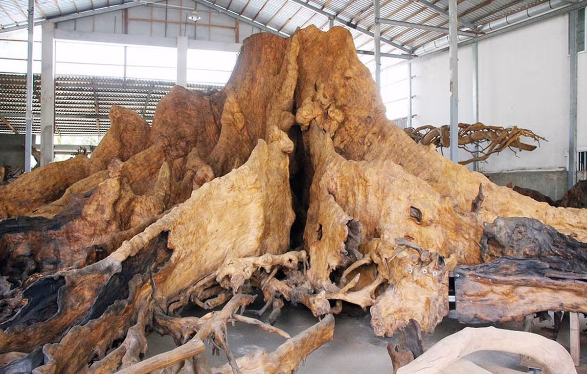 Ông Mai Kiên đã gắn bó với nghề gỗ trên 40 năm. Năm 2014, khi đi ngang qua Đình Thần ở ấp Phụng Tường 1, xã Song Phụng, huyện Long Phú, ông thấy có hai cây bàng đá rất lớn, trong số đó có một cây chết khô, nhiều cành bị mục nên ghé lại xem. Ảnh: Vietnamnet