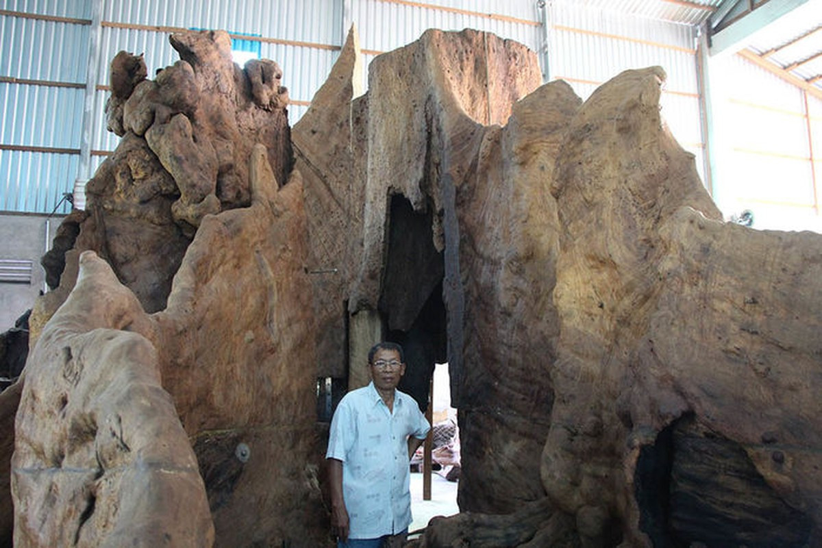 Nhiều năm trước, người dân khắp nới bàn tán xôn xao về một gốc cây cổ thụ khổng lồ của ông Mai Kiên (ngụ phường 5, TP Sóc Trăng, Sóc Trăng). Ảnh: Bestie