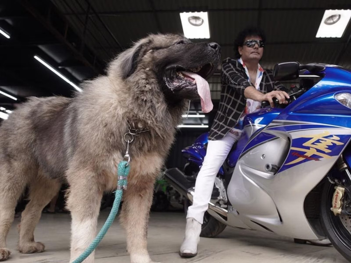 Chú chó cao gần 2 mét, nặng hơn 100kg, được miêu tả to như "một con sư tử cái". Ảnh: News18