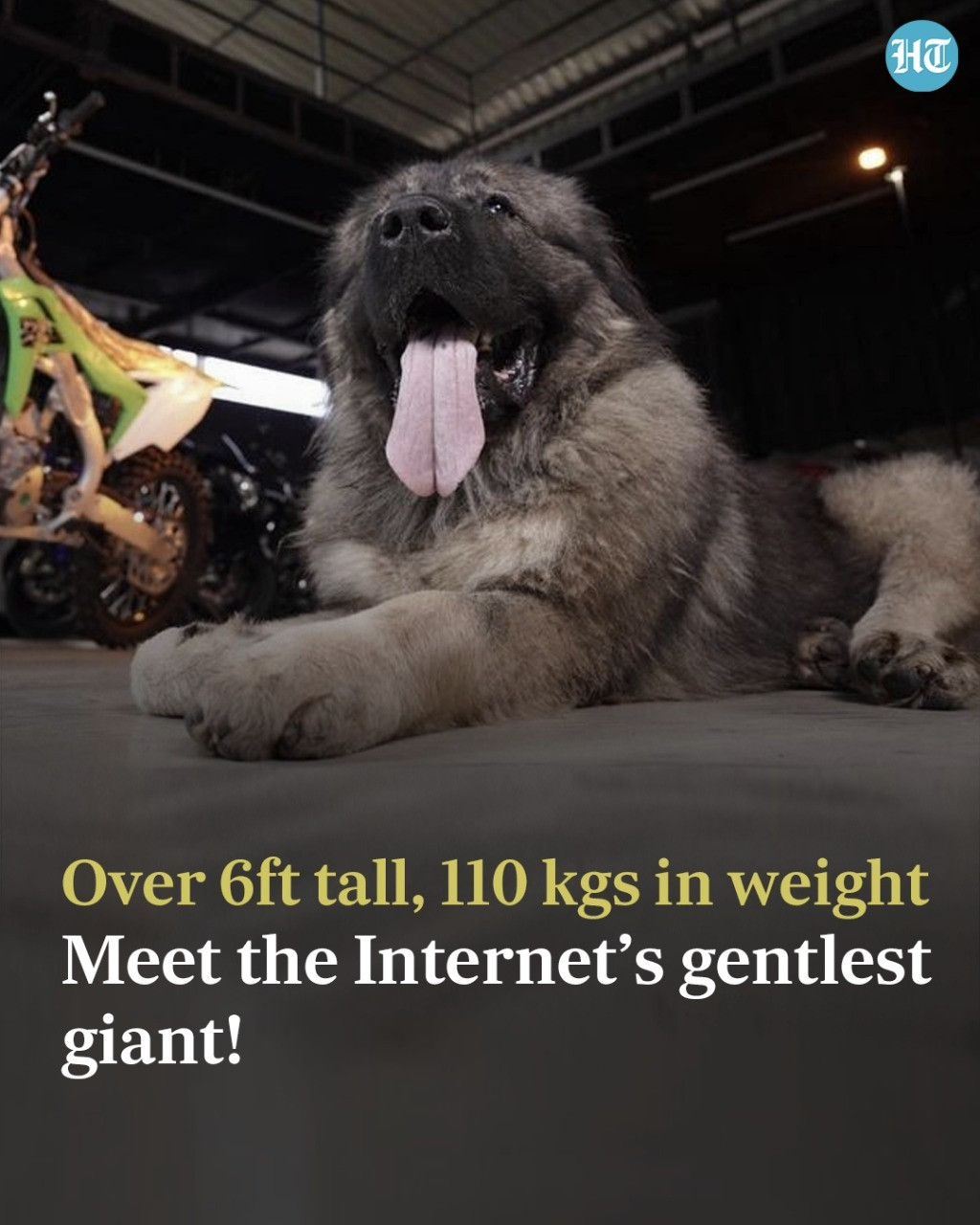 Thức ăn của Hayder khác với thức ăn của cho chó thông thường vì Hayder cần nhiều chất dinh dưỡng. Ảnh: Hindustan Times