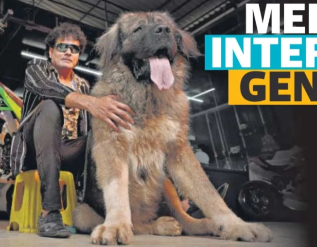 Caucasian shepherd (hay Caucasian Ovcharka) còn gọi là chó chăn cừu Kavkaz. Chúng có nguồn gốc từ các quốc gia như Georgia, Armenia Azerbaijan, Ossetia, Circassia, Thổ Nhĩ Kỳ... Đây là loài chó này cực kỳ hiếm ở Ấn Độ. Ảnh: Pressreader