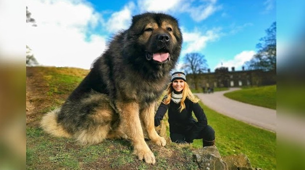 Theo Câu lạc bộ Chăm sóc chó Mỹ, trong nhiều thế kỷ, giống chó chăm cừu được sử dụng để bảo vệ tài sản khỏi những kẻ xâm phạm, canh gác gia súc khỏi những loài săn mồi lớn... Ảnh: YouTube