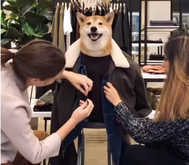 Chú chó Bodhi thường xuất hiện trong những bộ vest lịch lãm, bảnh bao. Ảnh: Independent