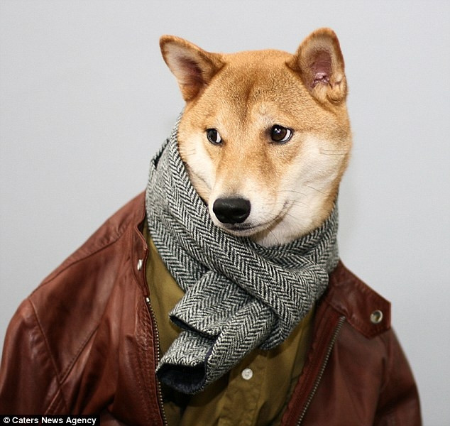 Yena Kim cho biết, Bodhi phải vật lộn với bệnh thận và các vấn đề về cột sống trong 2 năm cuối đời. Ảnh: Hockeyplayer.