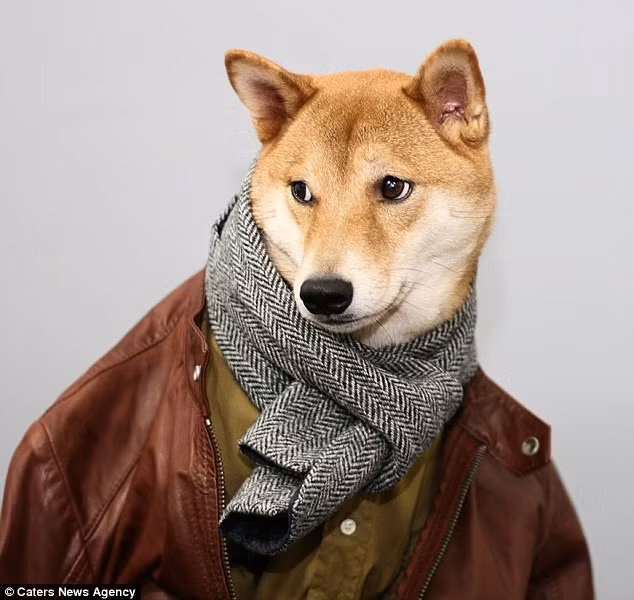 Yena Kim cho biết, Bodhi phải vật lộn với bệnh thận và các vấn đề về cột sống trong 2 năm cuối đời. Ảnh: Hockeyplayer.