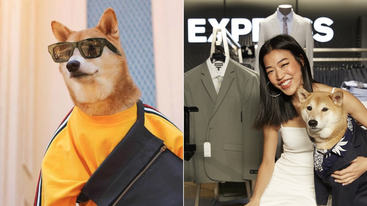 Đặc biệt, sự nổi tiếng giúp Bodhi góp mặt trong chiến dịch quảng cáo của nhiều thương hiệu thời trang lớn như Coach, Prada, Salvatore Ferragamo... Ảnh: ACB