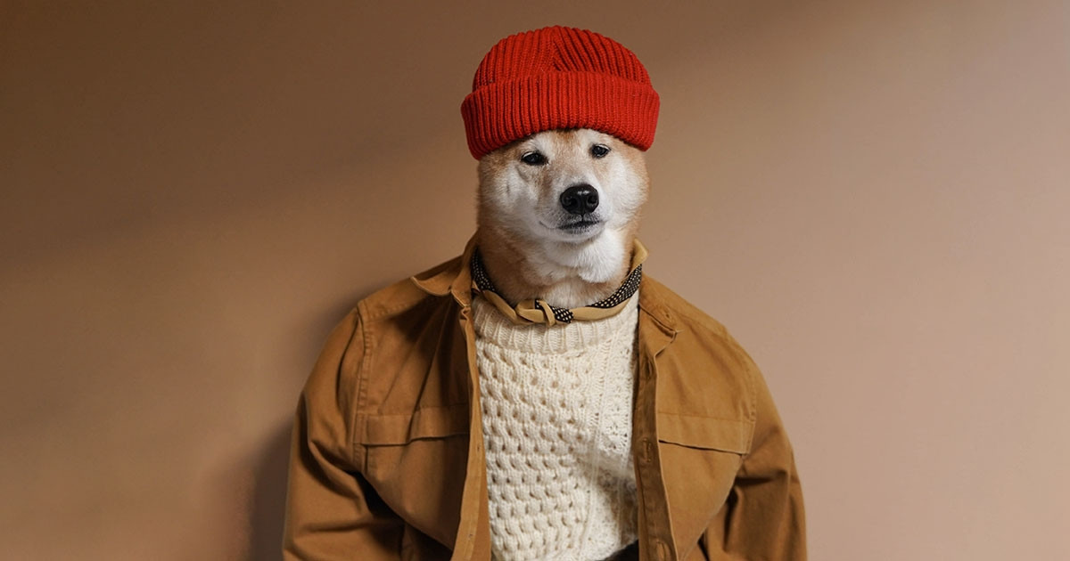 Nhờ đó, thu nhập của chú chó Bodhi có khi lên đến 15.000 USD/tháng (hơn 378 triệu đồng). Ảnh: Morden