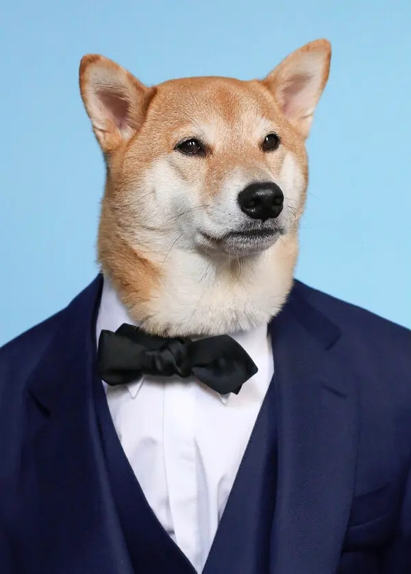 Hình ảnh của Bodhi nhanh chóng được lan truyền và nhiều người yêu thích. Yena Kim lập một tài khoản Instagram với tên người dùng "mensweardog", thường xuyên cập nhật hình ảnh của Bodhi. Ảnh: New York Times