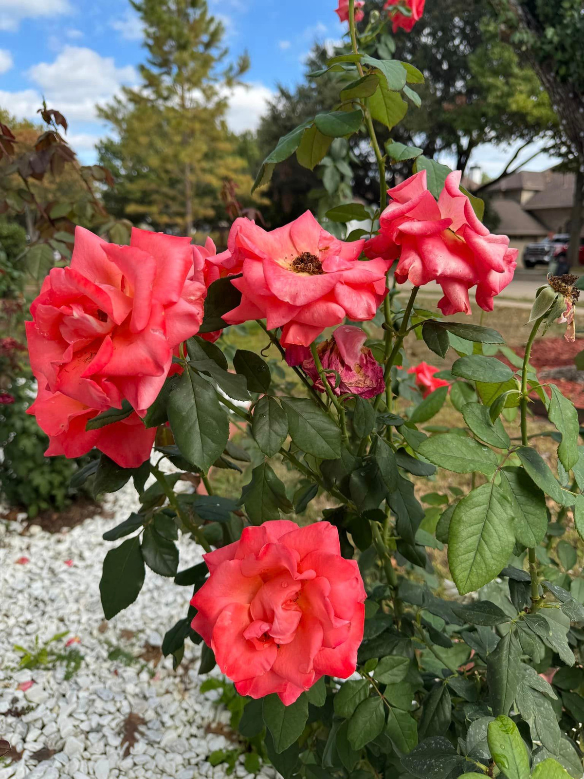 Những khóm hồng sai bông khiến nam ca sĩ thích thú. Ảnh: FB Dan Truong Pham