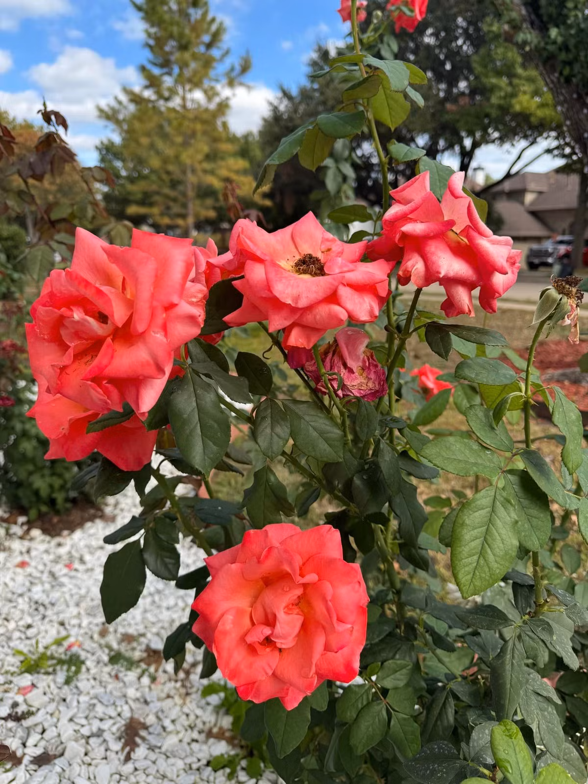 Những khóm hồng sai bông khiến nam ca sĩ thích thú. Ảnh: FB Dan Truong Pham