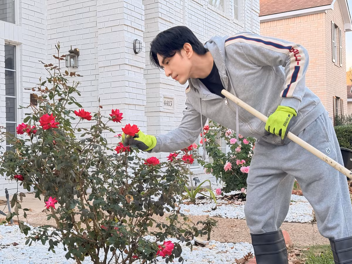 Dallas lúc nóng thì quá nóng, lạnh lại quá lạnh nhưng nam ca sĩ trồng hoa hồng thành công. Đan Trường không nghĩ mình có tay làm nông. Ảnh: FB Dan Truong Pham