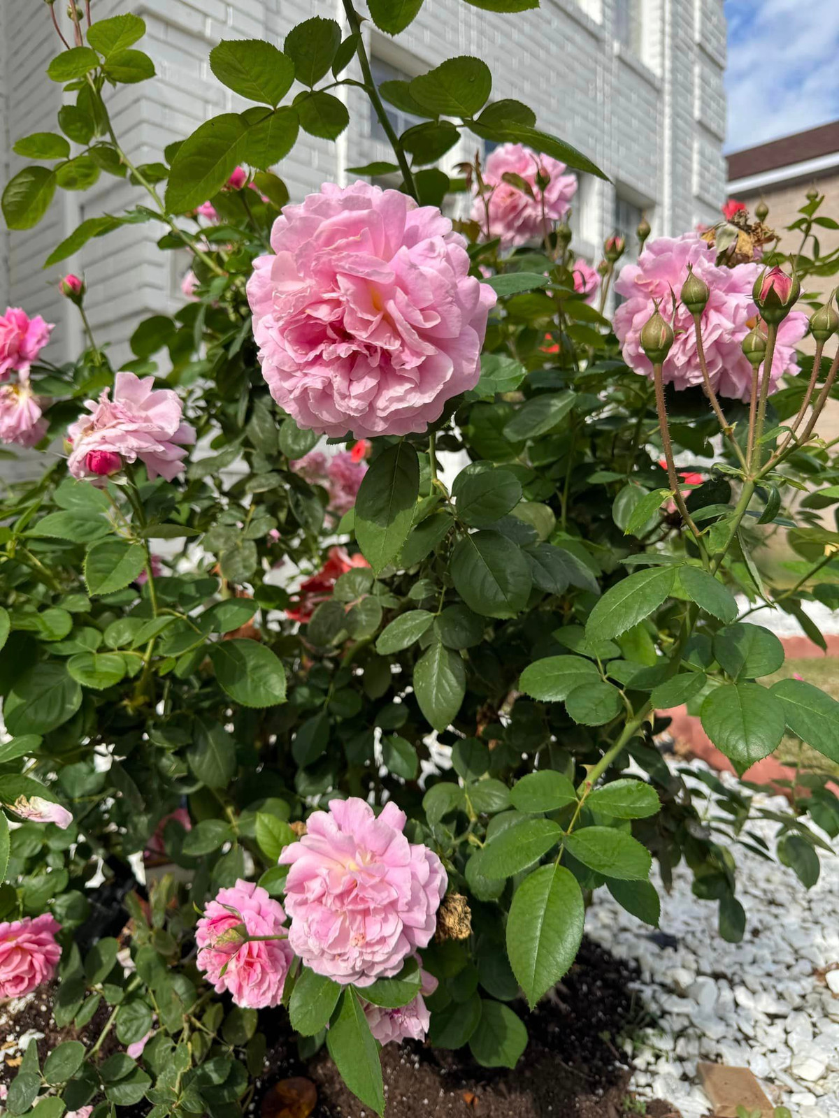 Đan Trường thích tự chăm sóc từng gốc hồng từ công đoạn tưới nước đến tỉa lá và chờ chúng nở bung. Ảnh: FB Dan Truong Pham