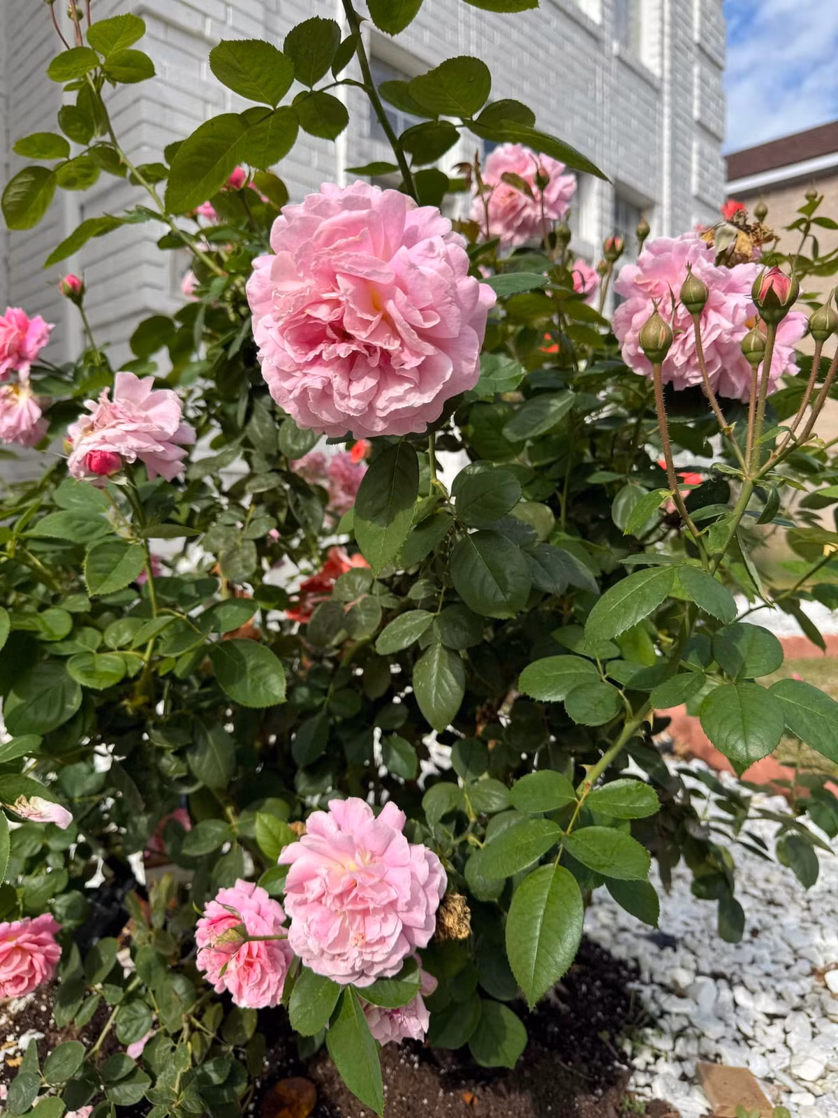 Đan Trường thích tự chăm sóc từng gốc hồng từ công đoạn tưới nước đến tỉa lá và chờ chúng nở bung. Ảnh: FB Dan Truong Pham