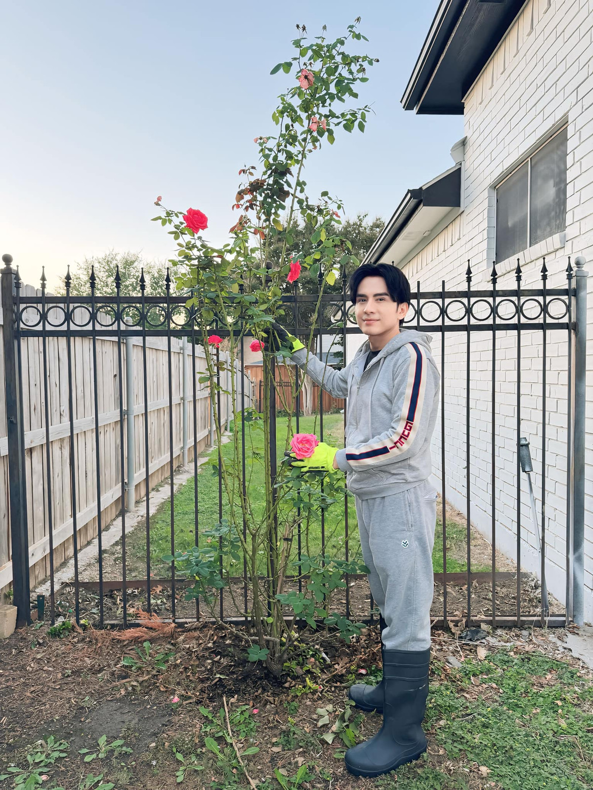 Ca sĩ Đan Trường cho biết chỉ mua cây giống về, trồng xuống đất, thi thoảng bón phân. Hàng xóm cũng bắt chước, trồng hoa hồng trong vườn nhà. Ảnh: FB Dan Truong Pham