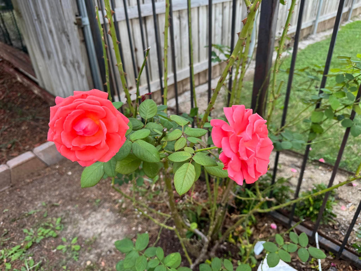 Biệt thự của Đan Trường trị giá 450.000 USD chưa bao gồm tiền sửa sang, trang trí nội thất. Ảnh: FB Dan Truong Pham