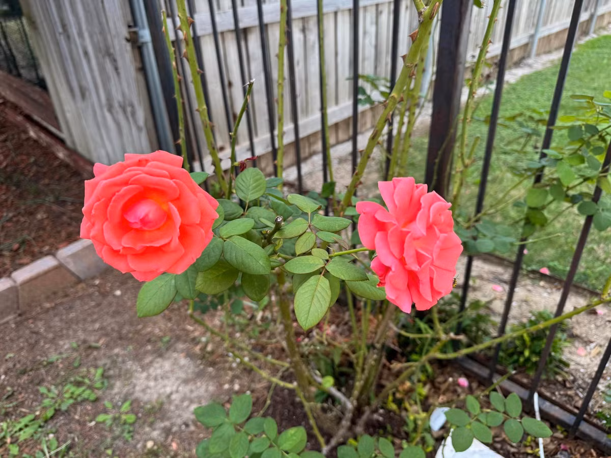 Biệt thự của Đan Trường trị giá 450.000 USD chưa bao gồm tiền sửa sang, trang trí nội thất. Ảnh: FB Dan Truong Pham