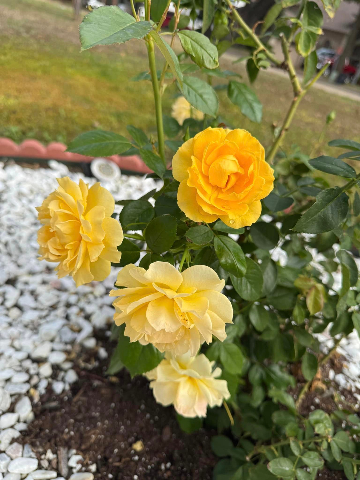 Hoa hồng vàng khoe sắc. Ảnh: FB Dan Truong Pham