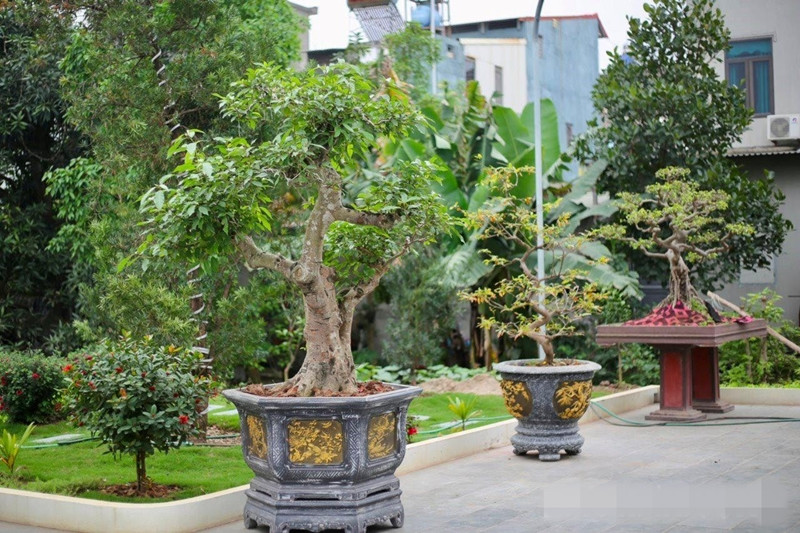 Sân vườn rộng rãi được tô điểm bằng nhiều loại cây cảnh có giá trị. Ảnh: Baohaiduong